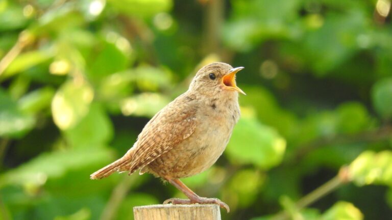 Article | Écouter la nature : la bioacoustique au service de sa préservation