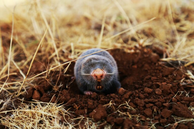 Article | Jardinage : des solutions pacifiques pour éloigner les taupes