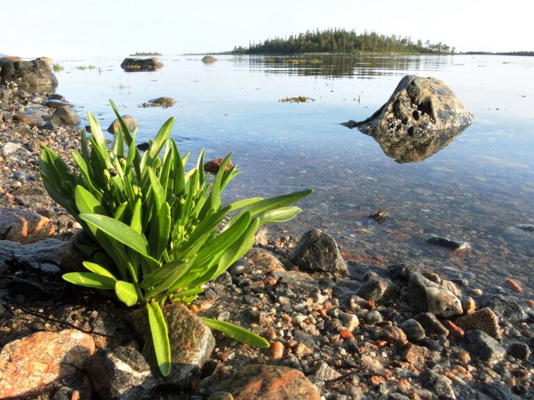 Article | L’aster maritime, une plante aux bienfaits insoupçonnés