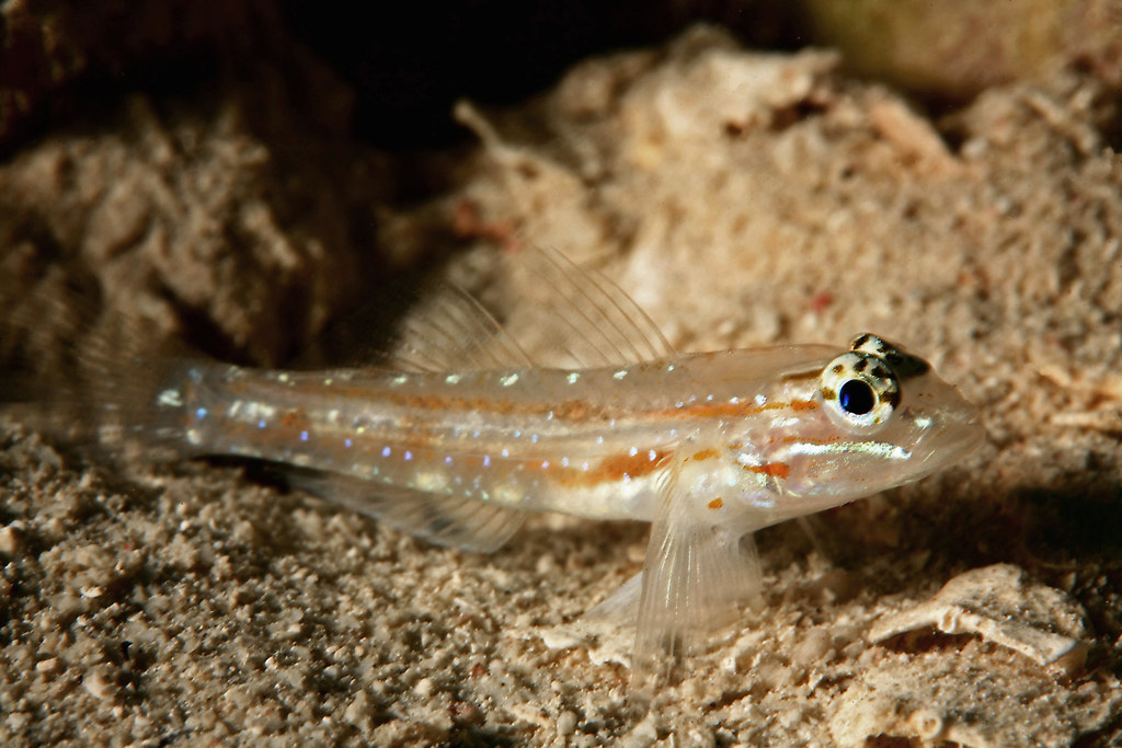 Le gobie, ce poisson qui escalade les parois