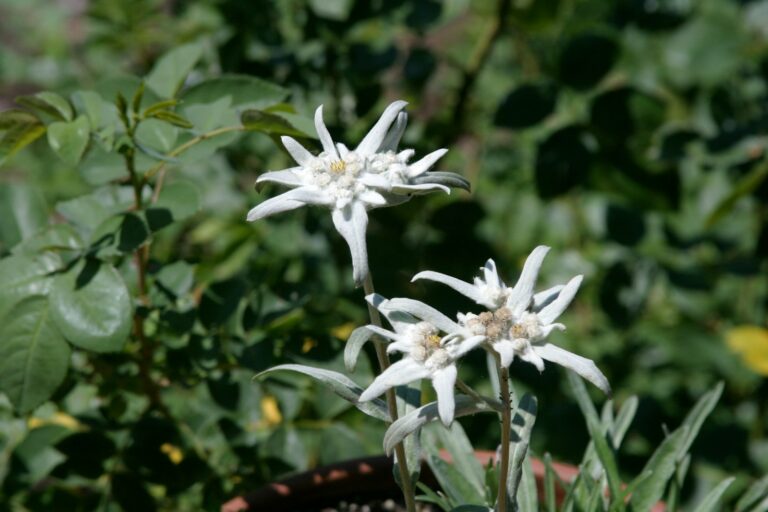 Article | L’edelweiss, symbole des sommets alpins