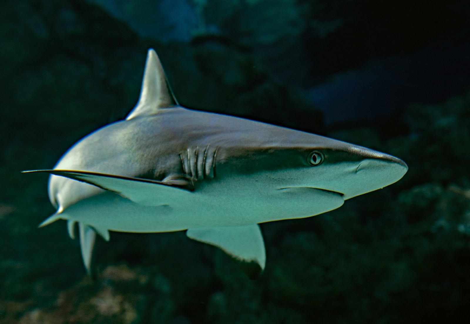 Les espèces de requins qui peuplent les eaux de France