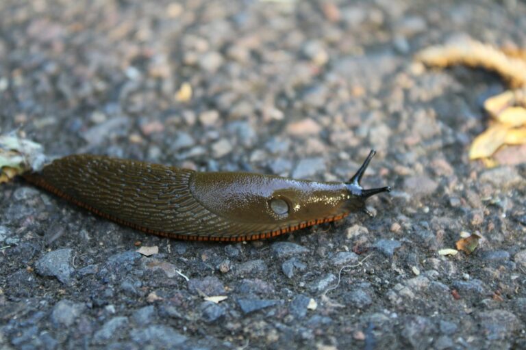 Article | Les secrets de la reproduction chez les limaces