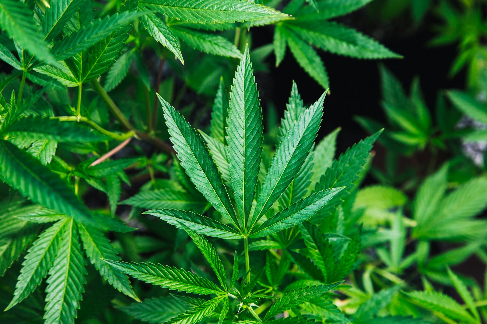 L’histoire du cannabis : de plante sacrée à culture moderne