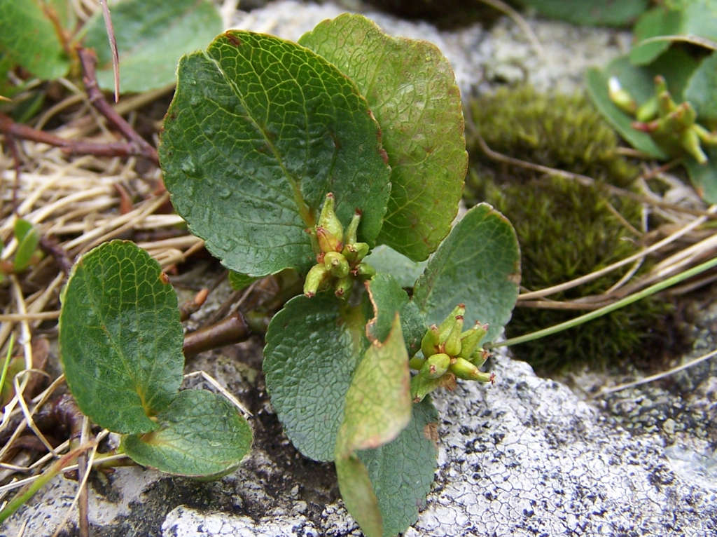 Salix herbacea, le plus petit des arbres sur Terre