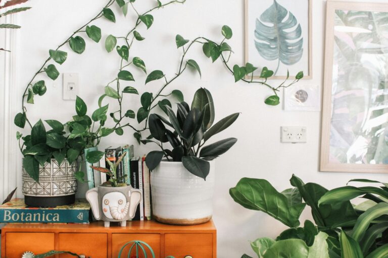 Article | Top 7 des plantes d’intérieur qui purifient l’air
