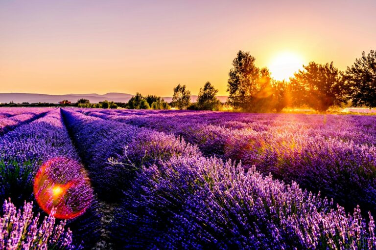 Article | Visit France Today : tourisme français vu par les voyageurs