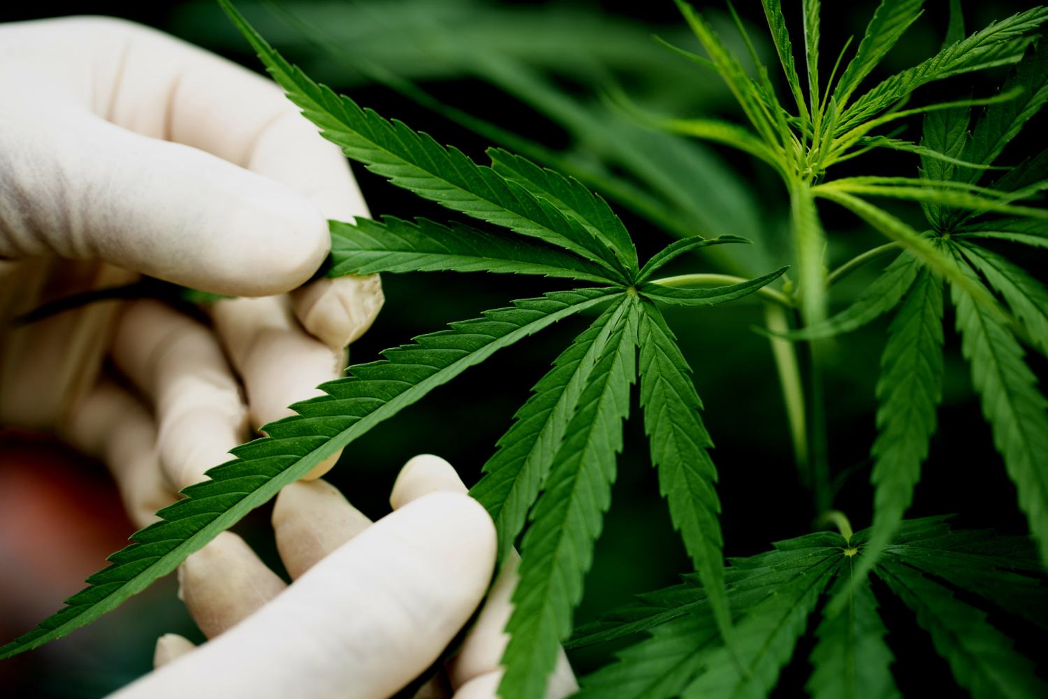 Les nouveaux produits à base de CBD, que faut-il en penser ?