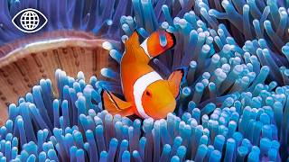 Camouflage, séduction, danger : que disent les couleurs des poissons ?