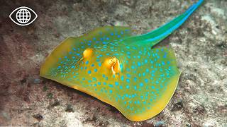 Ces poissons disparaissent dans le sable ? Leurs secrets révélés