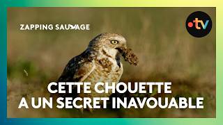 Cette chouette parfume son terrier avec des excréments