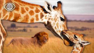 Comment la girafe et son bébé échappent-ils aux prédateurs ?