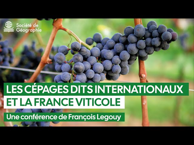 Les cépages internationaux et la France viticole