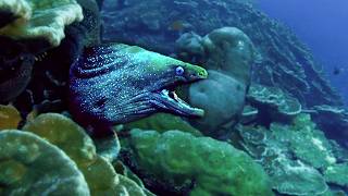 Corail en danger : l’expédition de la dernière chance