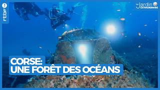 Corse : une forêt des océans