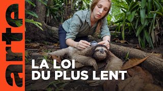 Éloge des animaux lents