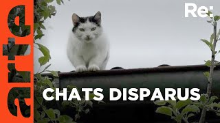 Faut-il chasser les chats ?