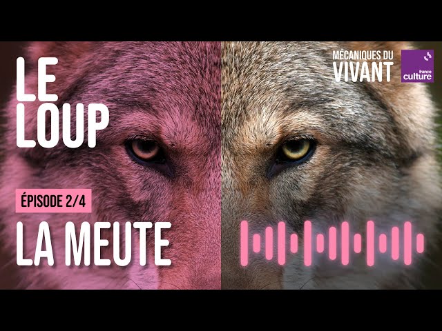 La meute à la conquête du monde sauvage