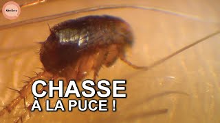 La puce: un minuscule fléau mondial
