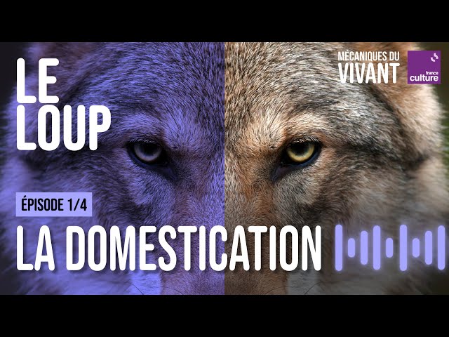 Le loup, un ami devenu ennemi