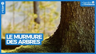 Le murmure des arbres