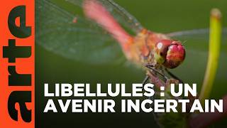 Le paradoxe des libellules