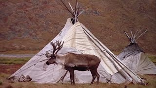 Les Tsaatan : les derniers éleveurs de rennes de Mongolie