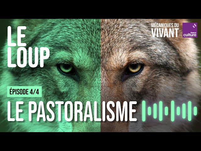 Loup vs élevage : comprendre cette guerre