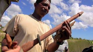 Madagascar : entre braconnage et sauvetage