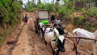 Madagascar : vers la forêt miraculeuse de Vohibola