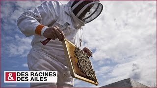Ouessant : le paradis des abeilles ?