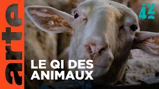 Que ressentent nos animaux d'élevage ?