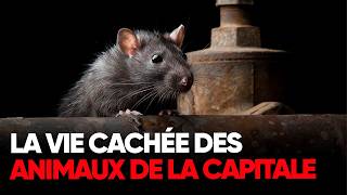 Rats, blattes et fourmis : qui sont ces habitants cachés de Paris ?