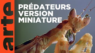 Redoutables prédateurs - Les insectes, super-héros en minuscule