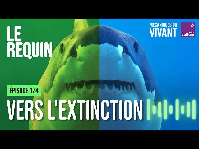 Requiem pour les requins