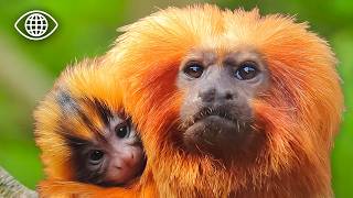 Tamarins : pourquoi l’invasion des marmousets est une menace pour ces singes ?