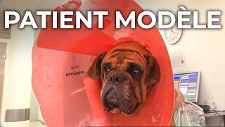Urgences vétérinaires, la médecine animale moderne