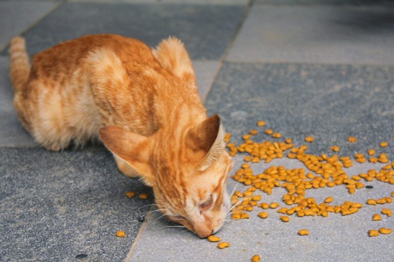 Article | Comment empêcher son chat de chaparder de la nourriture ?