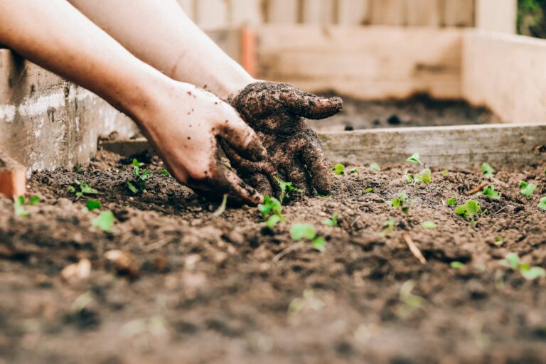 Article | Comment planter les graines autoflorissantes ?