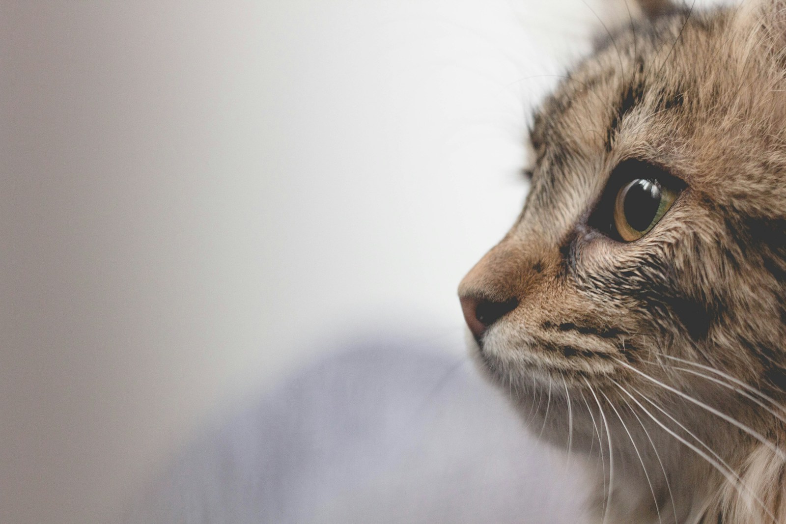 Comment un chat voit-il le monde ?