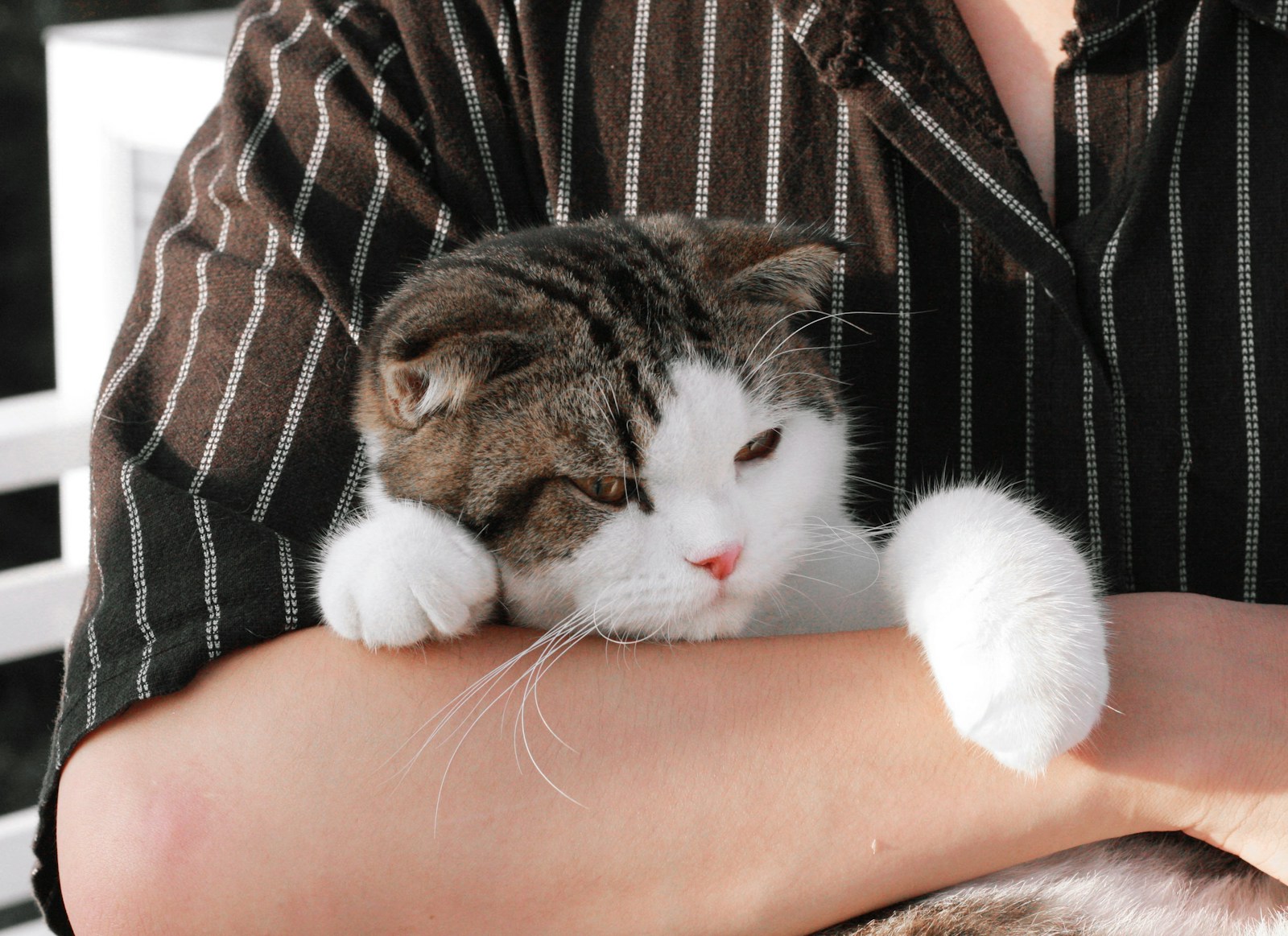 Conseils pour adopter un chat en toute sérénité