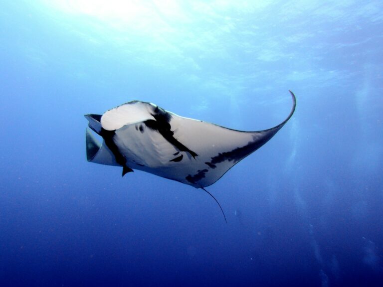 Article | La majestueuse raie manta : une géante pacifique des océans