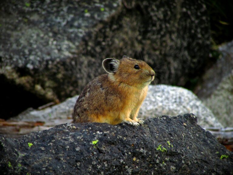Article | Le pika, charmant parent du lapin, subit les effets du réchauffement climatique