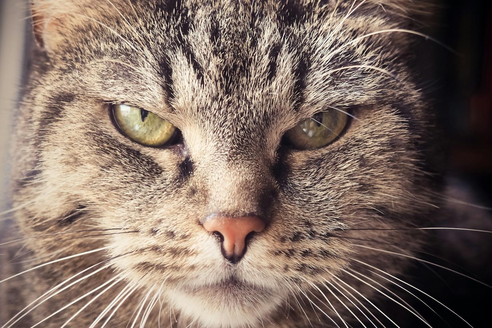 Les indices révélateurs d'un chat qui n'apprécie pas votre compagnie