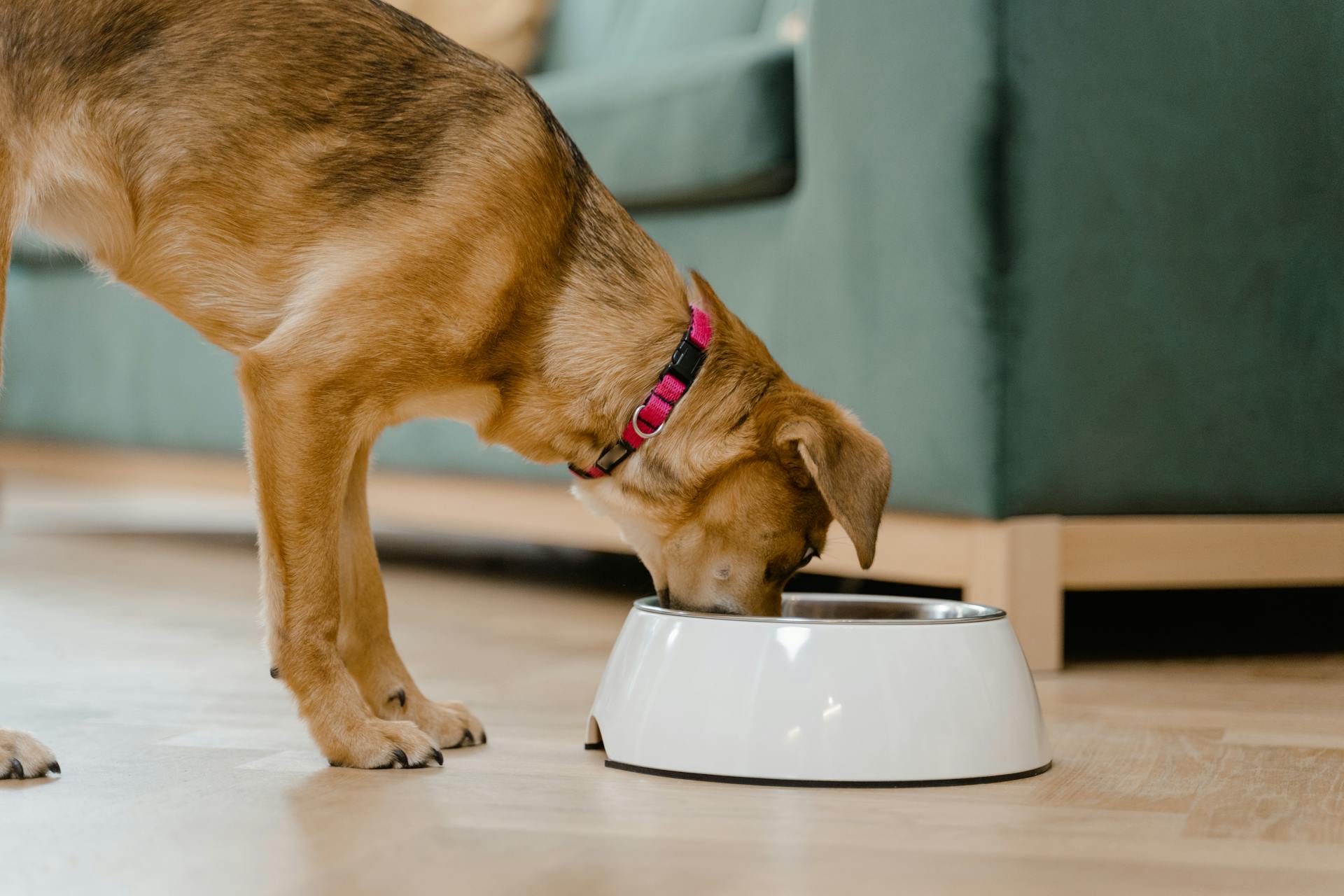 Croquettes pour chien : tout ce qu'il faut savoir en 2025