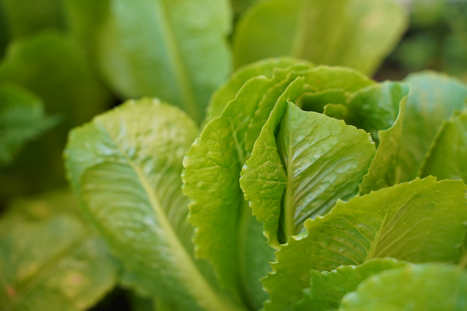 Quelques variétés savoureuses de salades à faire pousser dans votre jardin