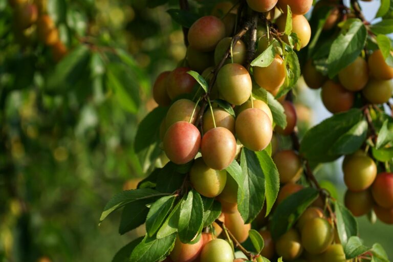 Article | Quels avantages procurent les mirabelles ?