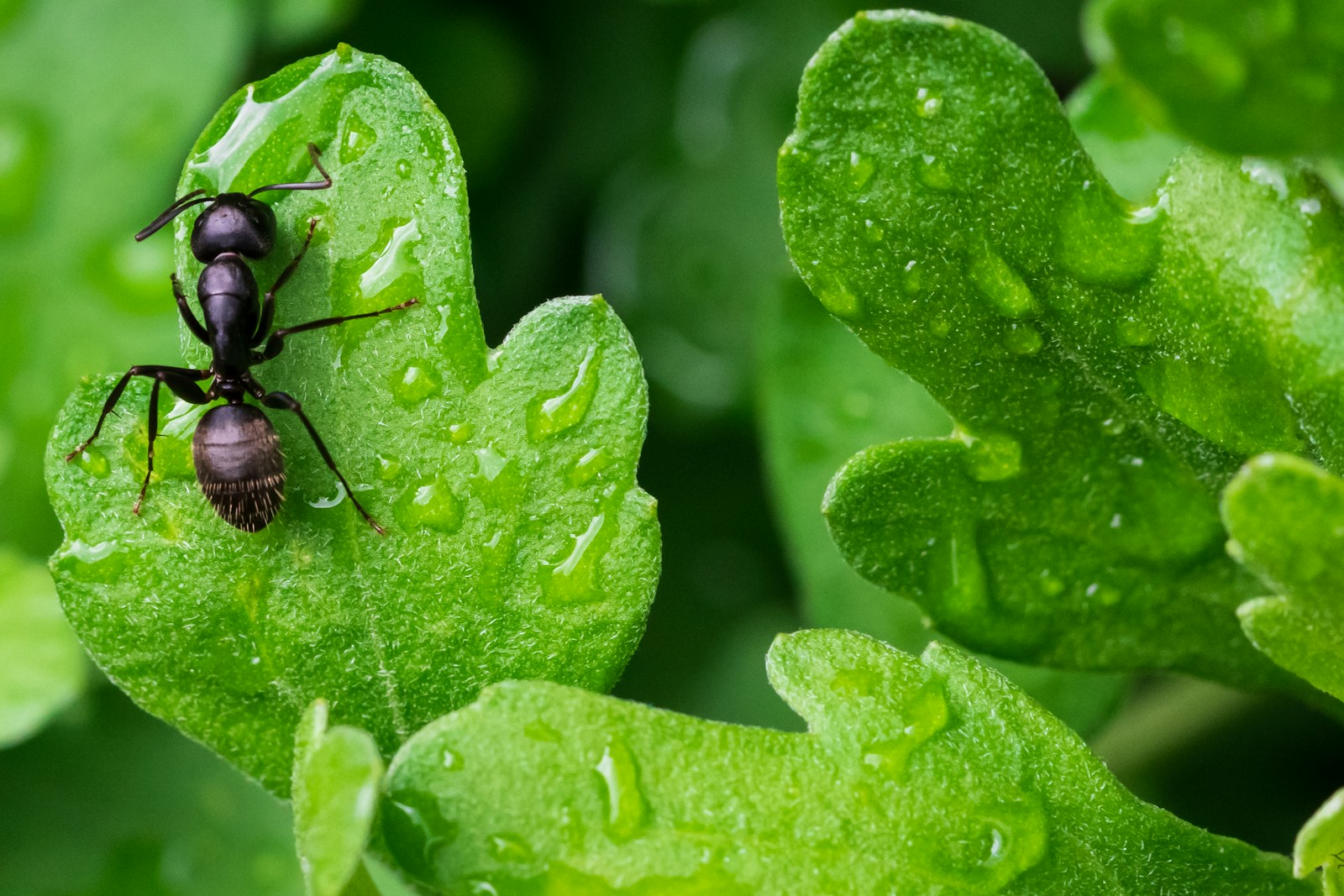 Qu'est-ce qui pousse les fourmis à cultiver des pucerons ?
