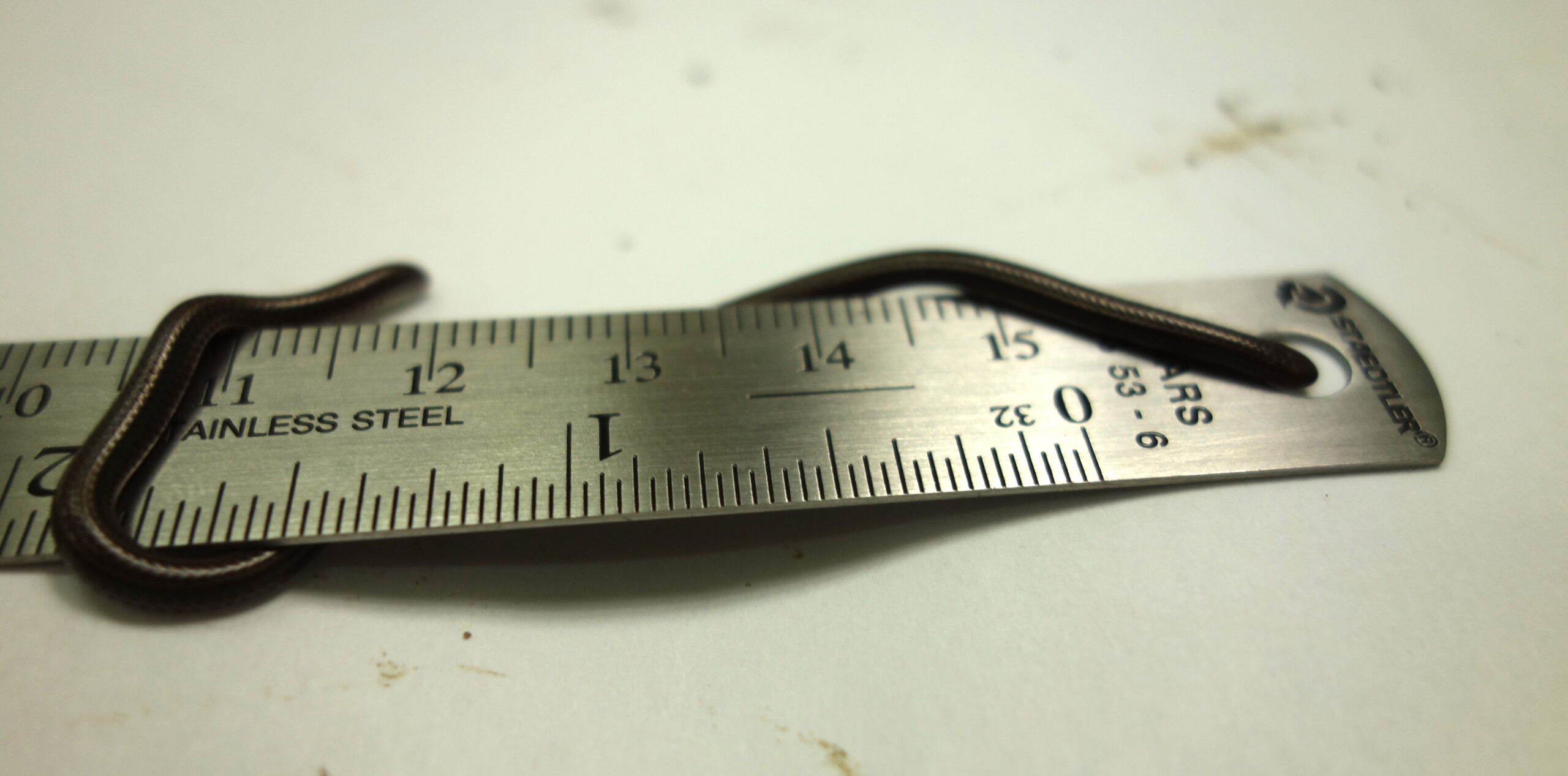 Quel serpent détient le record de la plus petite taille sur la planète ?