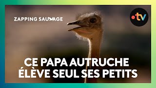 Ce papa autruche est débordé